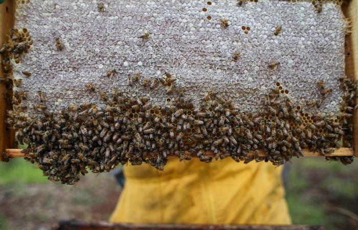 Córdoba, strategisches Gebiet für die Entwicklung der Bienenzucht in Kolumbien