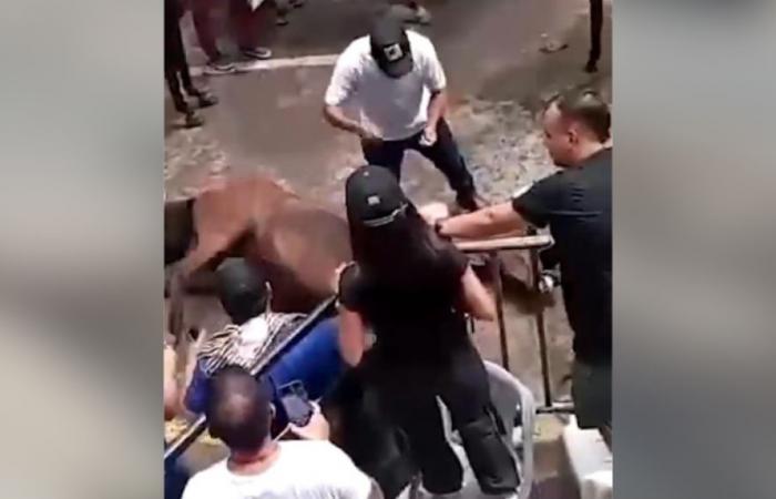 Sie berichten über Misshandlung von Pferden auf den Neiva-Festivals | ELOLFATO.COM