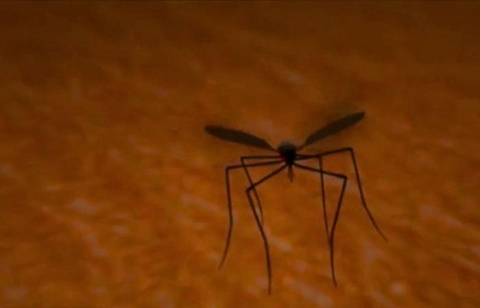 Warnung vor der Zunahme von Dengue-Fällen in Cundinamarca: Es gibt mehr als 7.000 Fälle