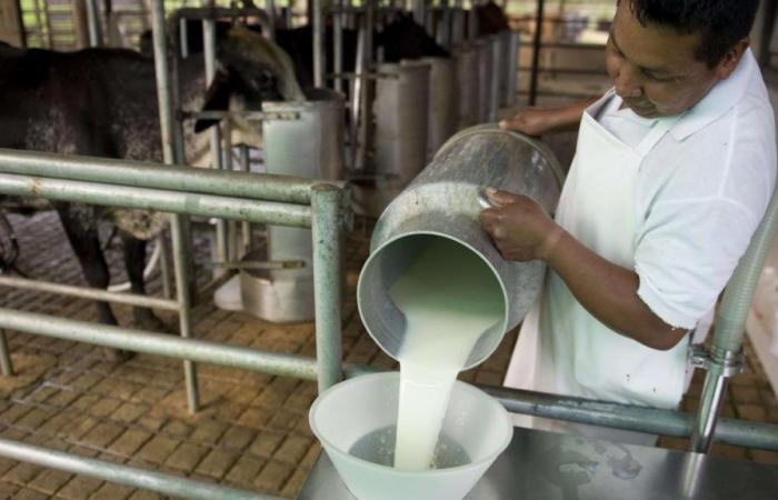 Fedegán spendete in San Andrés drei Tonnen Milch