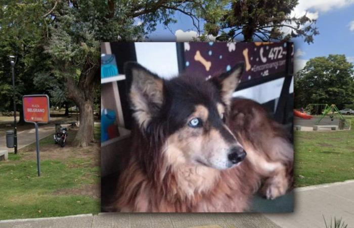Der beliebteste Streunerhund von City Bell wird auf einem Platz geehrt