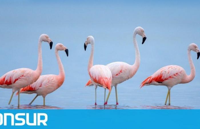 Tausende Flamingos ernähren und vermehren sich in den Feuchtgebieten von Chubut – ADNSUR
