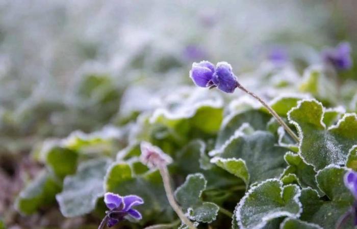 4 Pflanzen, die Sie in Ihrem Wintergarten haben sollten: Was ist ihre Pflege?