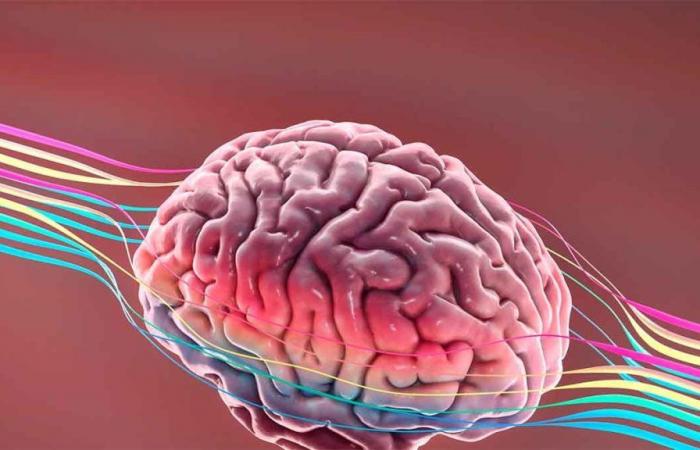 Sie zeigen, welche Maßnahmen erforderlich sind, um Veränderungen im Gehirn zu erreichen, die vor Alzheimer schützen