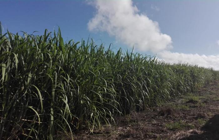 Diversifizierung im Camagüey Sugarcane Company