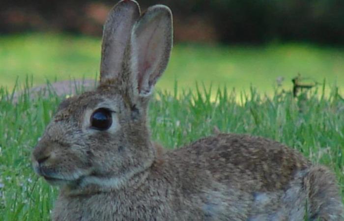 Hasen vs. Kaninchen, welche Unterschiede gibt es zwischen den beiden Tieren?