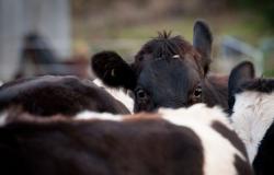Globale Erholung der Milchpreise dürfte langsamer ausfallen als erwartet – Rabobank
