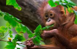 Ein Affe für Palmöl? Warum Kritiker Malaysias „Orang-Utan-Diplomatie“-Plan für problematisch halten