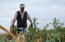 Die Knoblauchernte beginnt mit einem Ernterückgang aufgrund des Verlusts von 50 % der Fläche in Córdoba