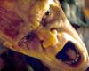 „I Am Legend 2“: Die Zombies werden in der Fortsetzung von Will Smith und Michael B. Jordan nicht mehr dieselben sein – Filmnachrichten