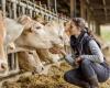 Zum Wohle von Tier und Mensch: Im Nutztierbereich muss die Impfung gewährleistet sein