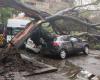Mitten in einem Regenguss in Bogotá stürzte ein Baum auf sechs Fahrzeuge