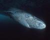 Das älteste Tier der Welt tauchte wieder auf: ein 1505 geborener Hai