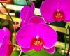 Selbstgemachter Dünger für Orchideen mit nur 2 Küchenzutaten