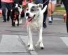 Diesen Sonntag findet der Hundespaziergang im Küstengebiet – Concordia – statt