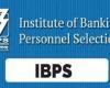 IBPS-Zulassungskarte 2024 erhältlich bei ibps.in, direkter Link zum Hallenticket