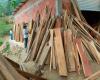 Mehr als 10.000 Kubikmeter Holz wurden bei einer Aktion gegen illegalen Holzeinschlag in Ciénaga, Magdalena, beschlagnahmt