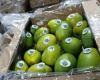 Kolumbien gelingt der erste Mangoexport in die Vereinigten Staaten auf dem Seeweg