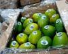 Kolumbien exportiert Zuckermango vom Hafen Santa Marta in die Vereinigten Staaten