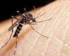 SEREMI de Salud Atacama fordert Prävention, um die Ankunft der Mücke Aedes aegypti in der Region zu verhindern – Atacama News