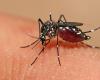 In der letzten Woche wurden in Jujuy 1.494 neue Dengue-Fälle registriert