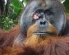Einem Orang-Utan gelingt es, sich mit einer Heilpflanze zu heilen