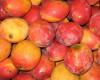 Die Amerikaner werden kolumbianische Zuckermangos essen, die aus Santa Marta stammen