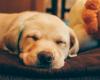 Was passiert, wenn ich jeden Tag mit meinem Hund schlafe? | Nachrichten heute