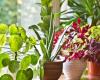 Erneuern Sie sich, ohne Geld auszugeben: 3 wunderschöne und einfach zu vermehrende Pflanzen, die Ihr Wohnzimmer verschönern