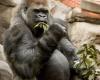 Der St. Louis Zoo gibt den Tod eines Gorillas bekannt