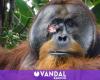 Ein Orang-Utan heilt erfolgreich eine Wunde, indem er Medikamente aus Pflanzen herstellt, und versetzt die wissenschaftliche Gemeinschaft in Erstaunen