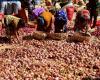 Die Aufhebung des Exportverbots für Zwiebeln treibt die Preise in die Höhe