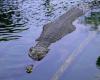 Eine Frau warf ihren sechsjährigen Sohn nach einem Streit mit ihrem Mann in einen Fluss voller Krokodile