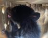 Zwei Andenbären wurden in ein Schutzgebiet in Cundinamarca gebracht