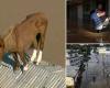 Herzzerreißendes Video eines gestrandeten Pferdes auf einem Dach in den steigenden Überschwemmungen Brasiliens, wo 100 Menschen gestorben sind, nachdem heftige Regenfälle mehr als 150.000 obdachlos gemacht haben, da den Bewohnern der dritte Tag bevorsteht, der keinen Zugang zu Nahrungsmitteln hat