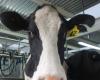 Rabobank prognostiziert für die nächste Saison einen Milchpreis von 8,40 US-Dollar pro Kilo Milchtrockenmasse