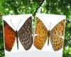 Im Mashpi-Tayra-Reservat des Chocó Andino wird eine neue Schmetterlingsart entdeckt