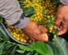Wie können die Gewinne der Kaffeeproduzenten in Kolumbien gefördert werden?