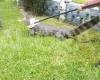 So haben sie den 2,5 Meter langen Alligator in Entre Ríos gefangen