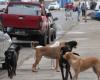 Seit 2018 sind in Chile Dutzende Menschen durch Hundeangriffe gestorben