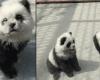 Unglaublich: Sie waren empört, als sie herausfanden, dass es sich bei der Panda-Ausstellung tatsächlich um schwarz-weiß gefärbte Hunde handelte