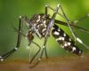 In Jujuy starb eine weitere Person an Dengue-Fieber
