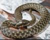 Diese Schlangen veranstalten eine preisgekrönte Todesshow, um Raubtiere zu täuschen