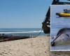 Ein Kreuzfahrtschiff legte im Hafen von New York an, im Bug steckte ein toter Riesenwal fest