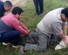 Sie fanden einen Alligator in einer ländlichen Polizeistation in Piedras Blancas