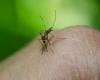 In Pereira nehmen die Dengue-Fälle weiter zu, es gibt bereits mehr als tausend Fälle