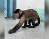 Ehemaliges Affenhilfsunternehmen in Allston sammelt Spenden nach Überschwemmungsschäden
