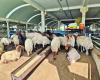Die Preise für importierte Schafe steigen