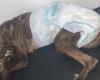 Pitbull-Hund wurde erstochen und in einer Müllkammer in Bucaramanga ausgesetzt