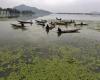 NGT fordert dringende Maßnahmen zur Verschlechterung des Zustands von Dal Lake – Kashmir Observer